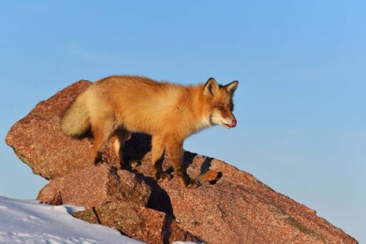 лисицы, Нерюнгри, фотожурналист, зимний лес, дикая природа, фотоохота,