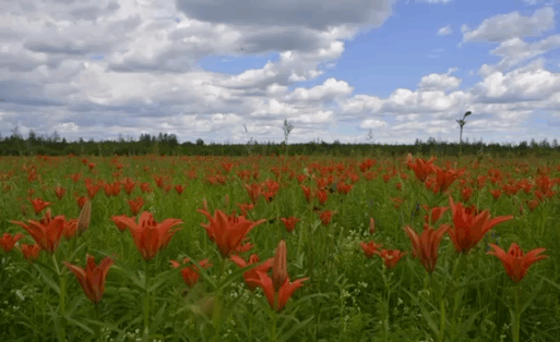 Пасхальная лилия
