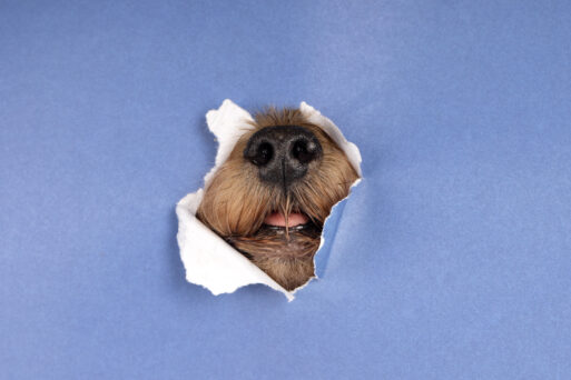 естественные занятия собак