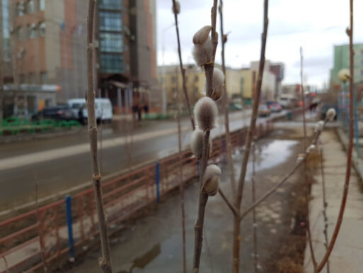 вербное воскресенье