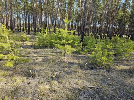 николин день 22 мая