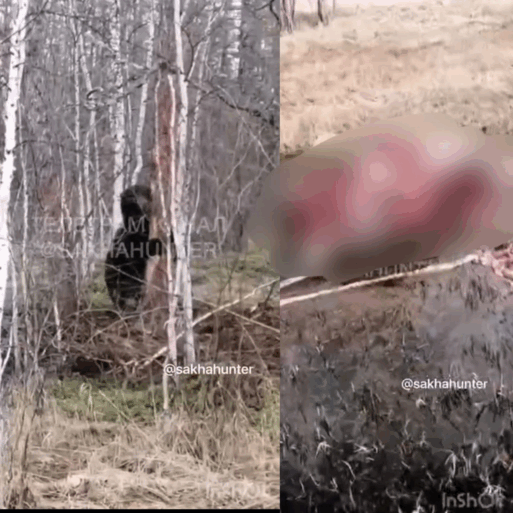 медведь в Якутии