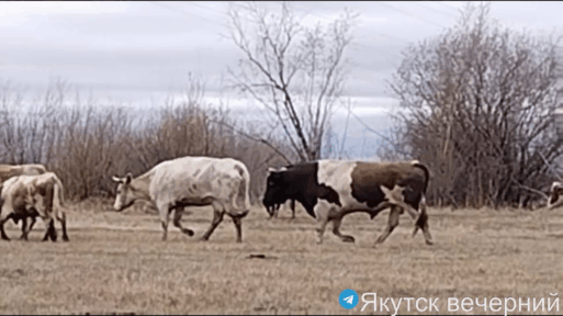 опасный бык