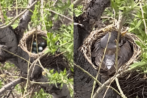 Дрозд-рябинник