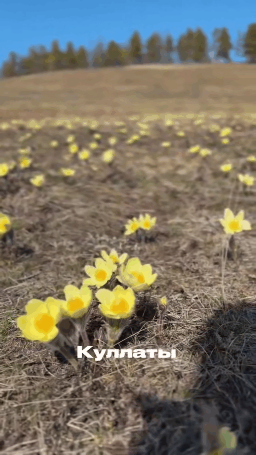 Куллаты