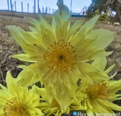 подснежник