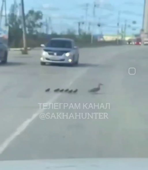 утка переходит дорогу