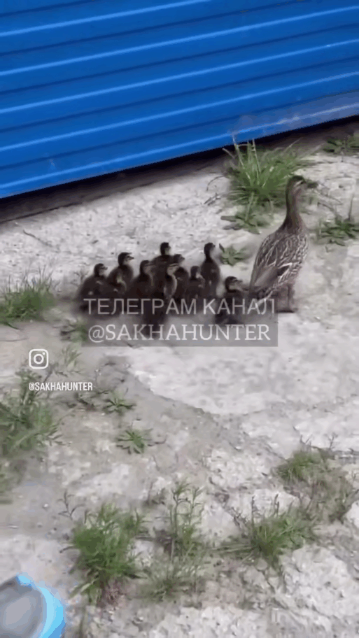 Утка с утятами