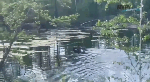 лоси на трассе