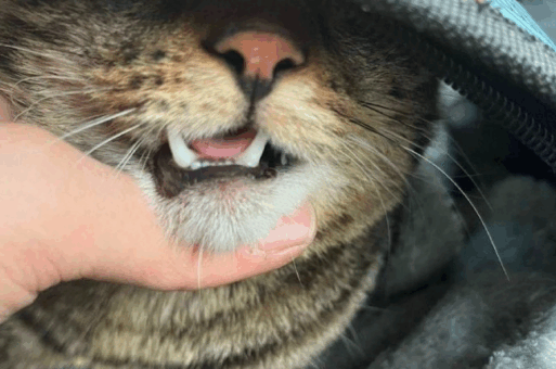 жестокое обращение с животными