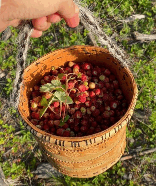 земляника в Якутии 2025