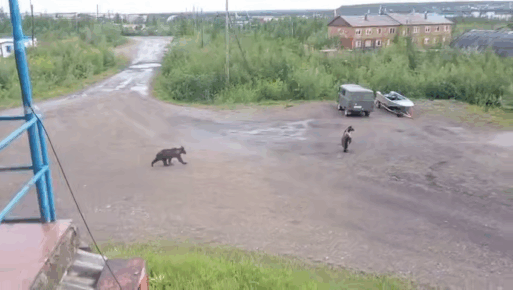 медведи в Якутии