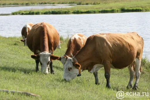 Масаха Мэхээс