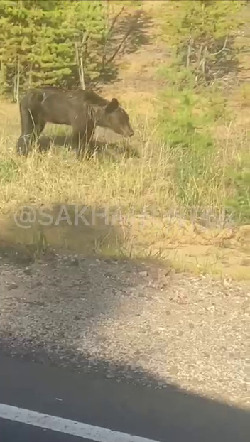 медведь Якутии