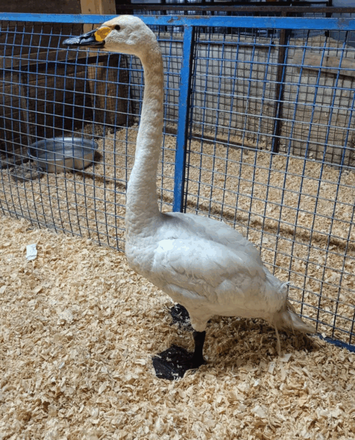 малый лебедь Якутия