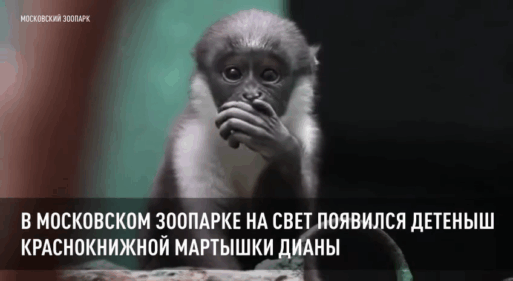 мартышка диана