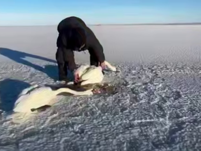 лебединая верность