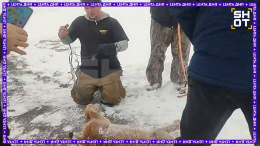 бешеная рысь