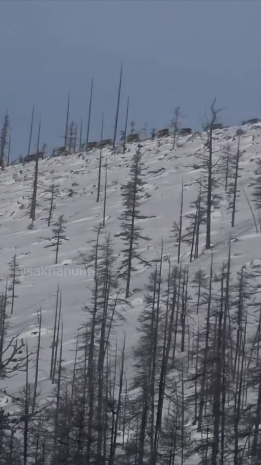 северные олени