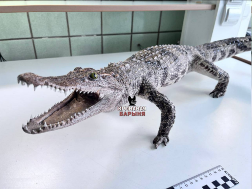 чучело крокодила
