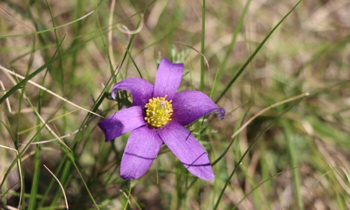 17. Подснежник зацвел